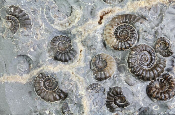 Ammonite Fossil Slab - Marston Magna Marble #63485